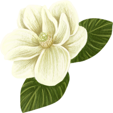 Magnolia Flower Illustration