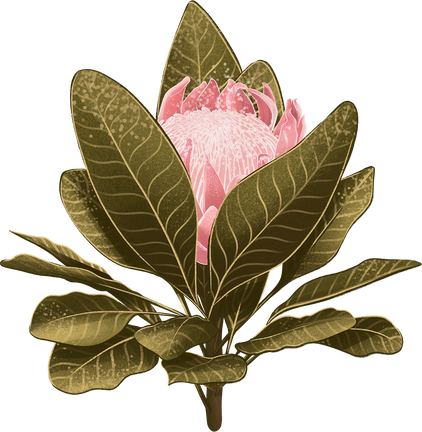 Protea Flower with Leaves Illustration 