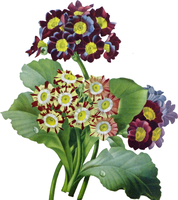 Floral Plant Illustration
