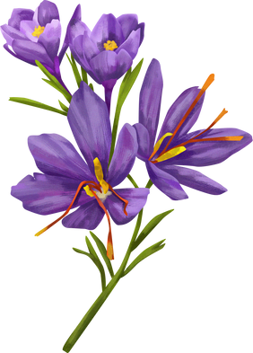 Detailed Illustrated Saffron Flowers