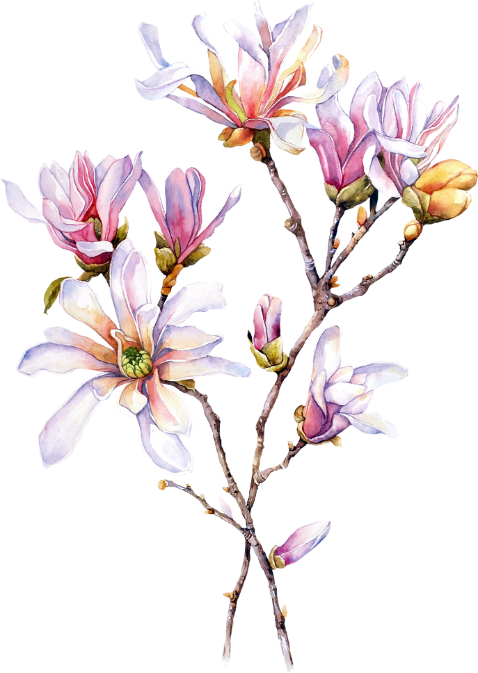 Watercolor Magnolia Flower